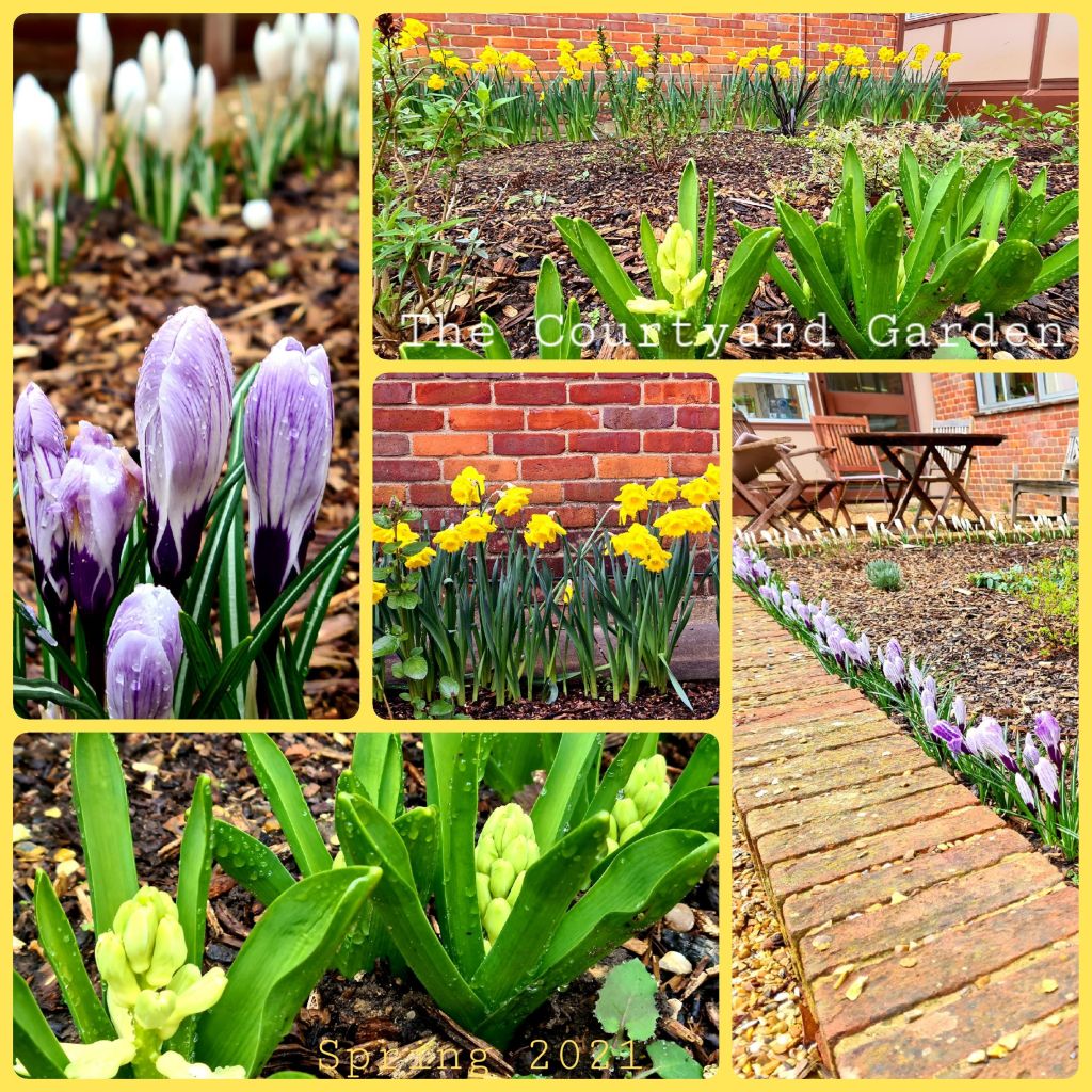 The Courtyard Garden Spring 2021 - montage of flowers from the garden