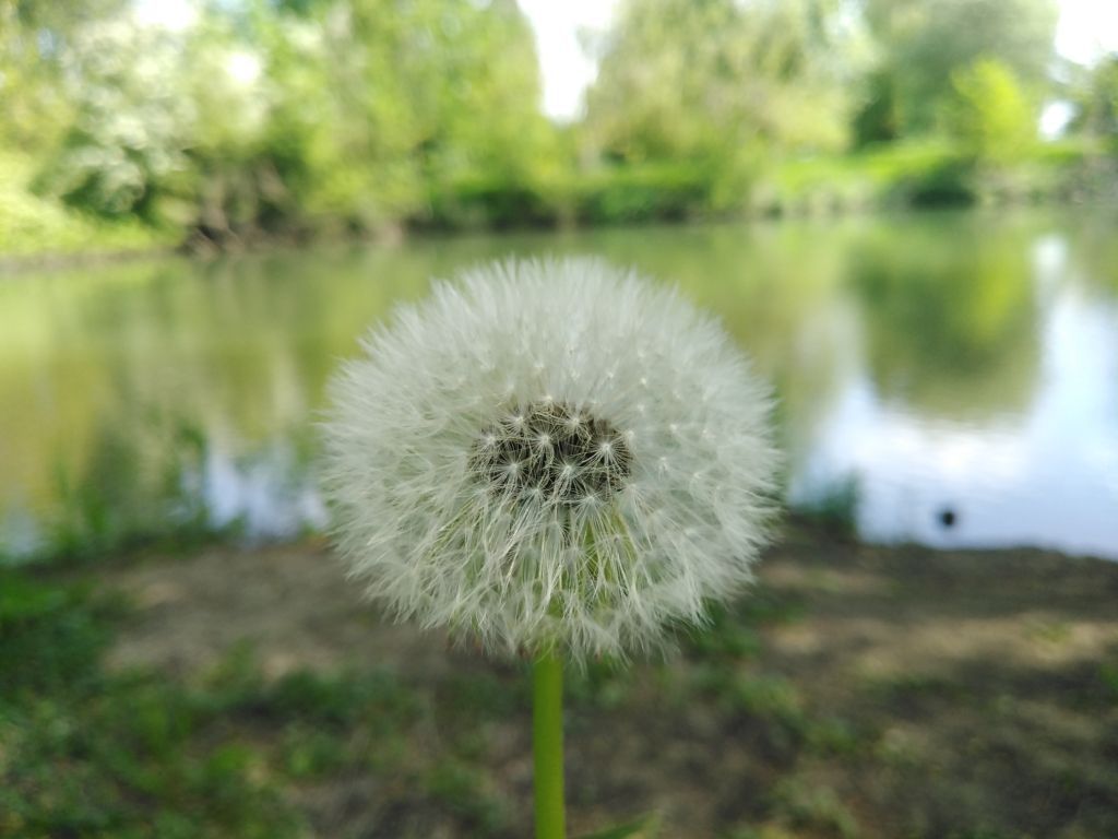 Dandelion