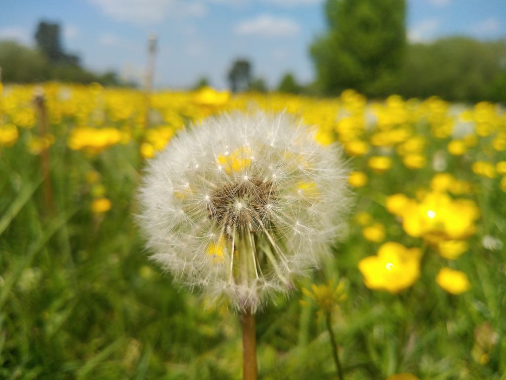 Dandelion in front of field of yellow flowers