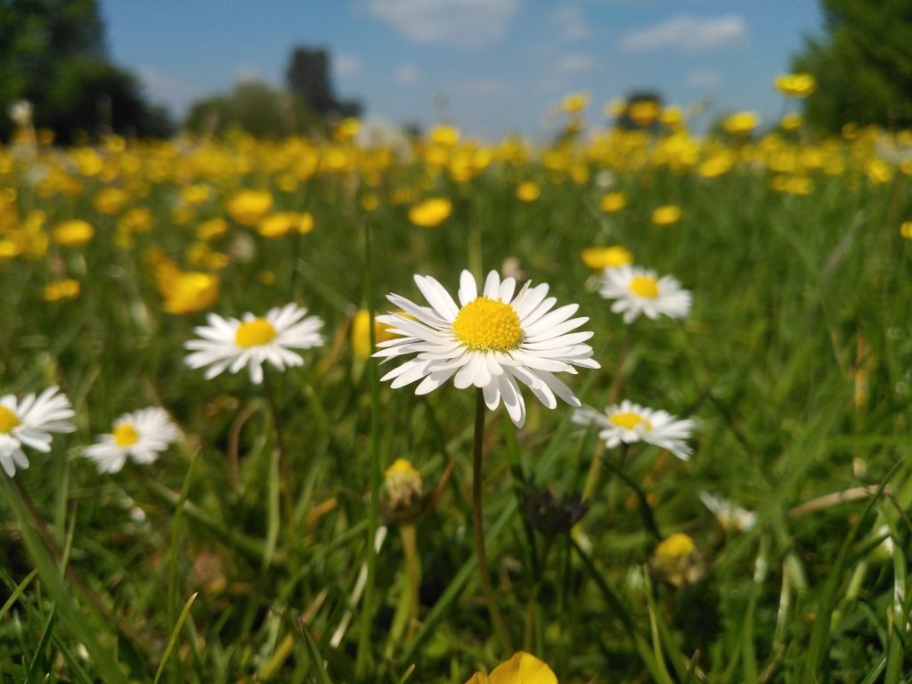 Daisies