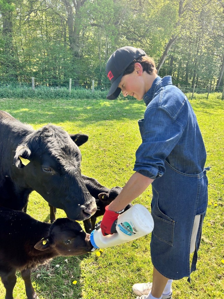 Feeding cows
