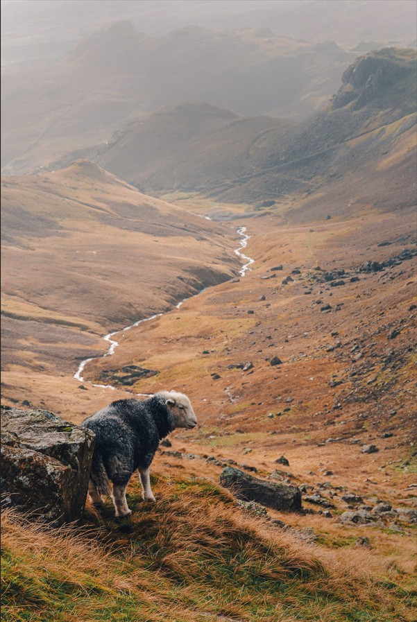 Mr Jackson - Staff 3rd Place A sheep in Coppermines Valley